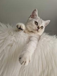 Scottish Straight kitten 4 monaten Stammbaum WCF
