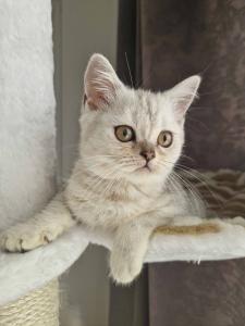 Scottish Straight kitten 4 monaten Stammbaum WCF