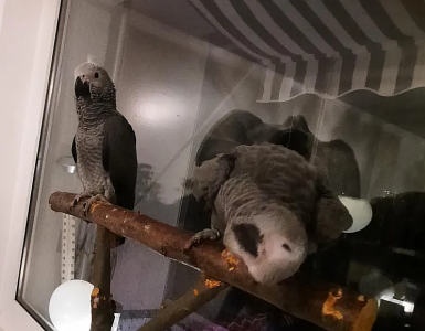 Graupapagei Paar (M+W) und zubehor