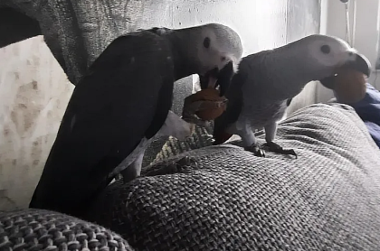 Graupapagei Paar (M+W) und zubehor