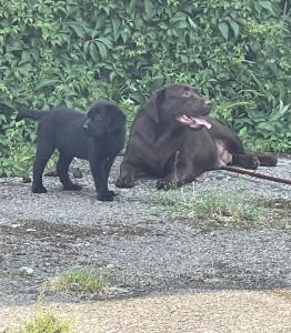 Labrador Welpen mit Ahnentafel