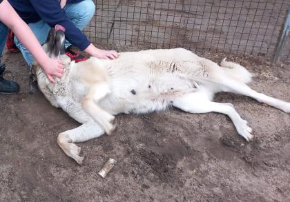 Liebevolle und menschenbezogene Kangal-Mix-Hündin