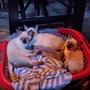 Siam/Thai Kitten,sealpoint,reinrassig,abgabebereit