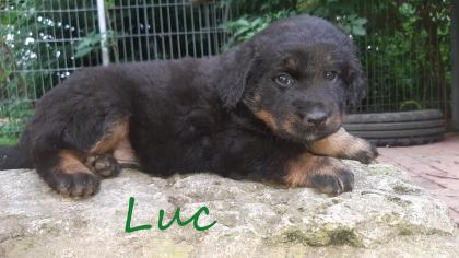 Der kleine Hovawart Welpe Luc, von unseren L- Wurf , sucht noch eine neue Familie!