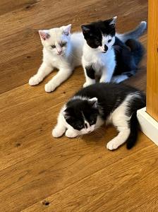 BKH British Kurzhaar Katzen Babys Kitten abgabebereit