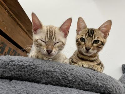 2 Bengalkitten (Kater) 14 Wochen abgabebereit vom Züchter