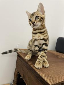 2 Bengalkitten (Kater) 14 Wochen abgabebereit vom Züchter