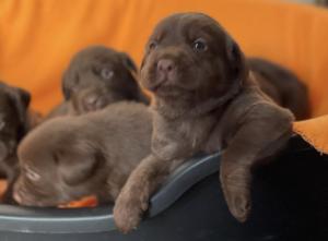 Labrador Welpen mit Ahnentafel