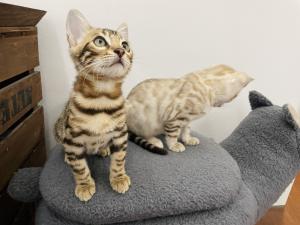 2 Bengalkitten (Kater) 14 Wochen abgabebereit vom Züchter