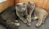 2 graue BKH Scottish Fold Katzen zusammen in liebevolle Hände abzugeben