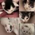 5 Baby Katzen Kitten suchen ein Zuhause