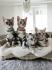 BKH Kitten mit Stammbaum, Britisch Kurzhaar black silver tabby classic (Whiskas) - abgabebereit!!!