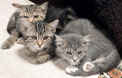 3 süsse Kitten zu verkaufen (vhb)