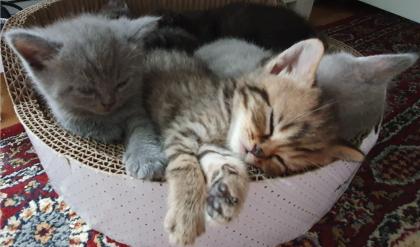 6 Entzückende Kätzchen suchen ein liebevolles Zuhause