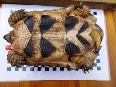 Breitrandschildkröte umständehalber abzugeben