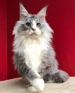 Dringend! Notfall! Maine Coon Kater sucht neues Zuhause!