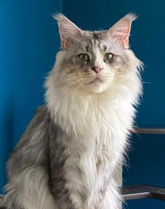 Dringend! Notfall! Maine Coon Kater sucht neues Zuhause!