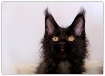 Mystisch und magisch - 2 Maine Coon Kitten black solid.