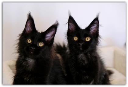 Mystisch und magisch - 2 Maine Coon Kitten black solid.