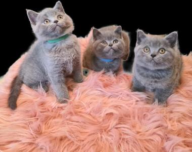 Bkh babykatzen  kitten kätzchen