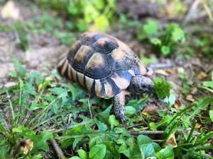 Breitrandschildkröte umständehalber abzugeben