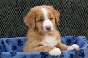 Nova Scotia Duck Tolling Retriever Welpen abzugeben