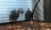 2 Kongo grau Papageien zahm Handaufzucht erwachsen Graupapagei mit Zubehör