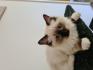 Ragdoll Kitten mit Stammbaum abholbereit
