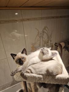 Thai-Siam Kätzchen sucht ein liebevolles Zuhause