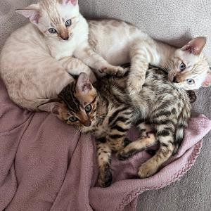 Bengalkitten Reinrassig