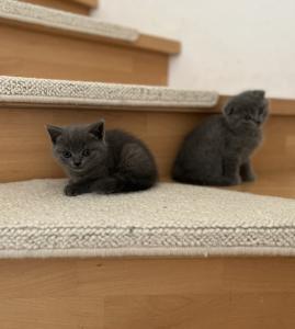 Bkh Mix / Scottish fold kitten