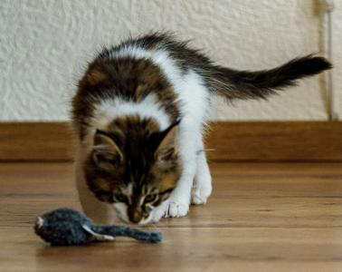 Noch 3 reinrassige Maine Coon sofort abzugeben