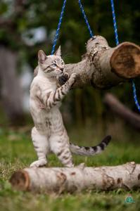 Reinrassige Bengalkatzen & -kater