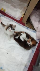 Main Coon Kitten geboren 27.08.2023