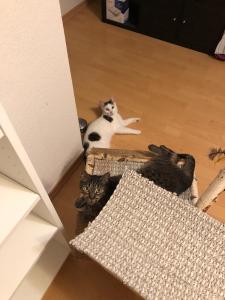 Zwei tolle Kater suchen ein neues Zuhause