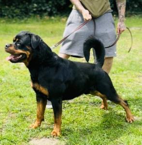 Rottweiler Rüde in liebevolle Hände abzugeben