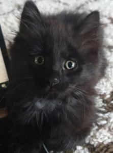 Schwarze Baby Katze sucht liebevolles Zuhause - Abholbereit -