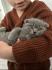 Bkh Mix / Scottish fold kitten