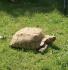 Spornschildkröte Schildkröte 50cm