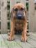 Rhodesian Ridgeback Welpen