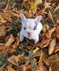 Französische Bulldogge sucht ein neues Zuhause