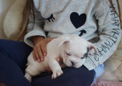 Französische Bulldogge sucht ein neues Zuhause