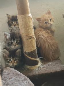 Maine Coon Kitten suchen Herzensplätze