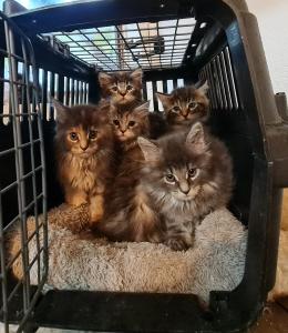 Maine Coon Kitten suchen Herzensplätze