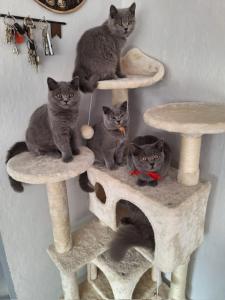 BKH Kitten mit Stammbaum in der Farbe blue und ein Kitten in Lilac