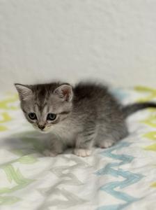 türkische Angora kitten suchen ein liebevolles  Zuhause
