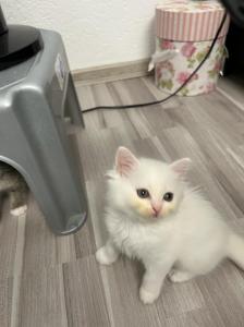 türkische Angora kitten suchen ein liebevolles  Zuhause