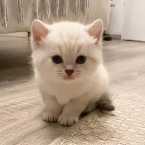 BKH / Scottish Fold Kitten Katze Kätzchen abzugeben