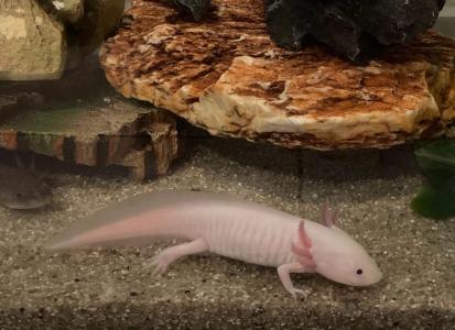 Axolotl (W+M) mit Aquarium und Zubehör zu verkaufen