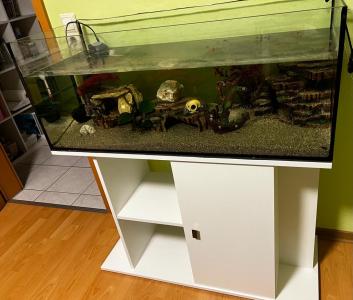Axolotl (W+M) mit Aquarium und Zubehör zu verkaufen